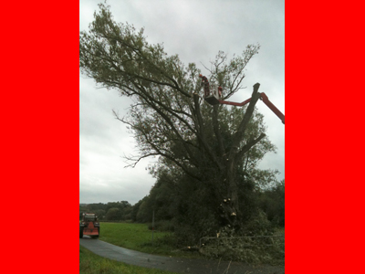 3_rueckschnittarbeiten